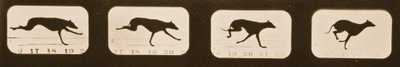Image Sequence of Running Greyhounds, 